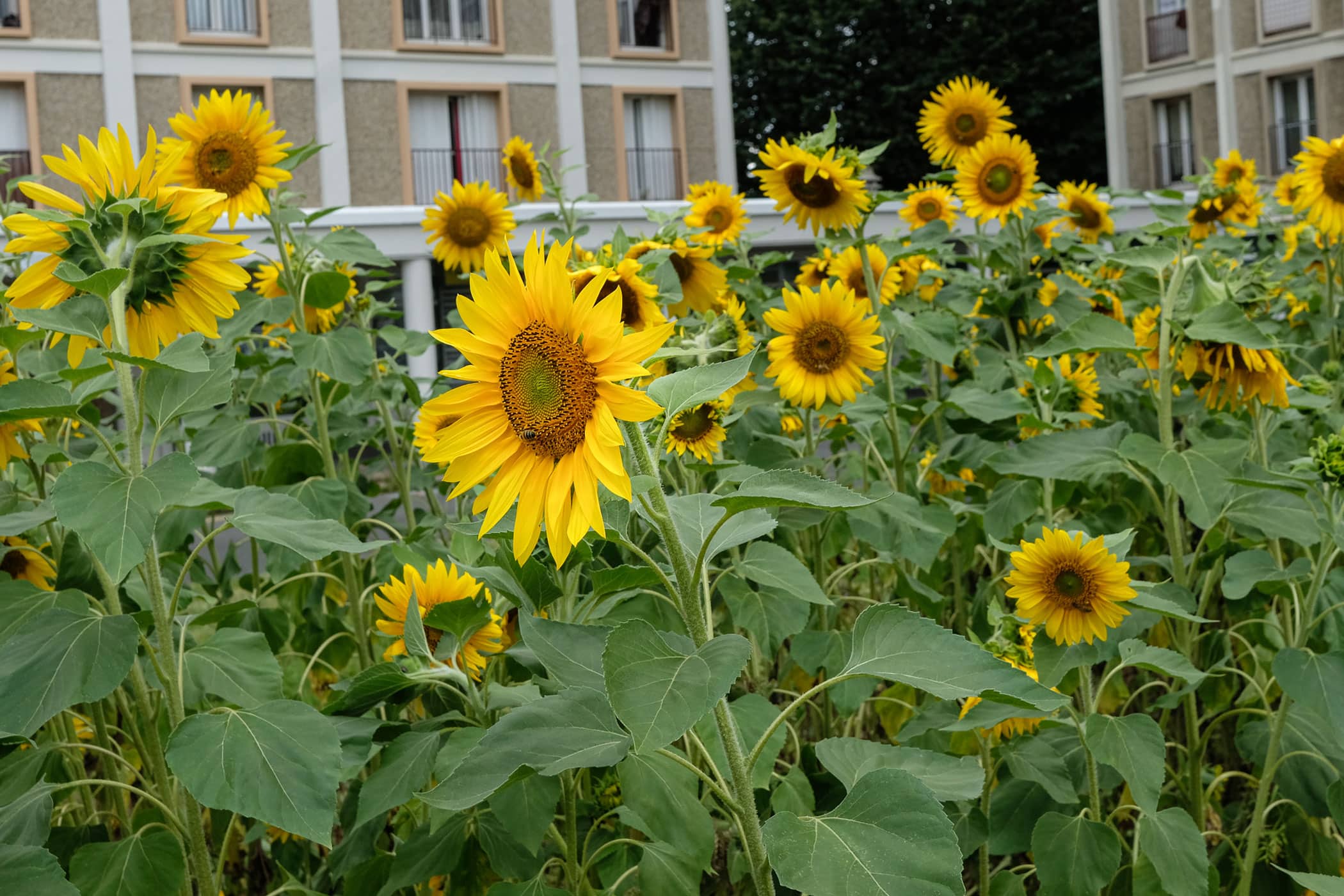 Malakoff (92) : les jardiniers améliorent le cadre de vie 3 Champ de tournesol
