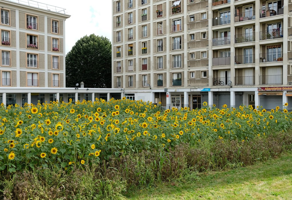 Vue large du champ de tournesol &agrave; Malakoff (92)