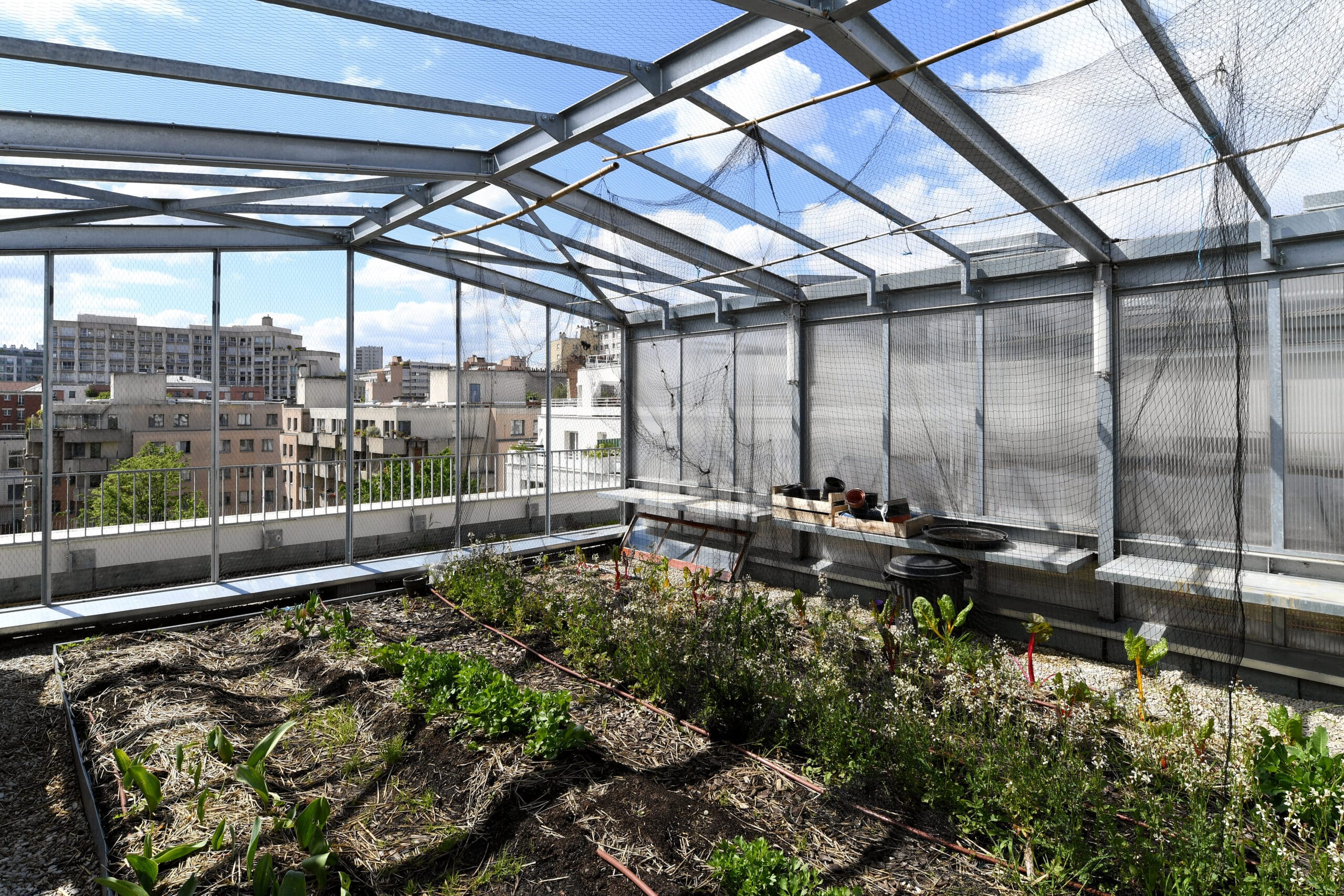 Salamandre Paris habitat 20eme 15 scaled